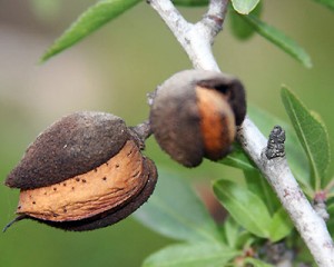 Mature almond fruit