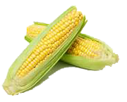 Corn