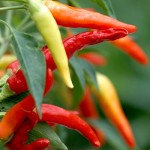 Chillies