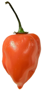 Habanero Chilli