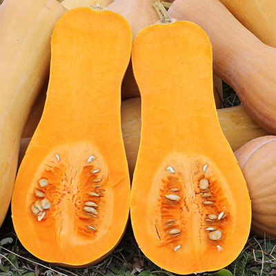 Butternut